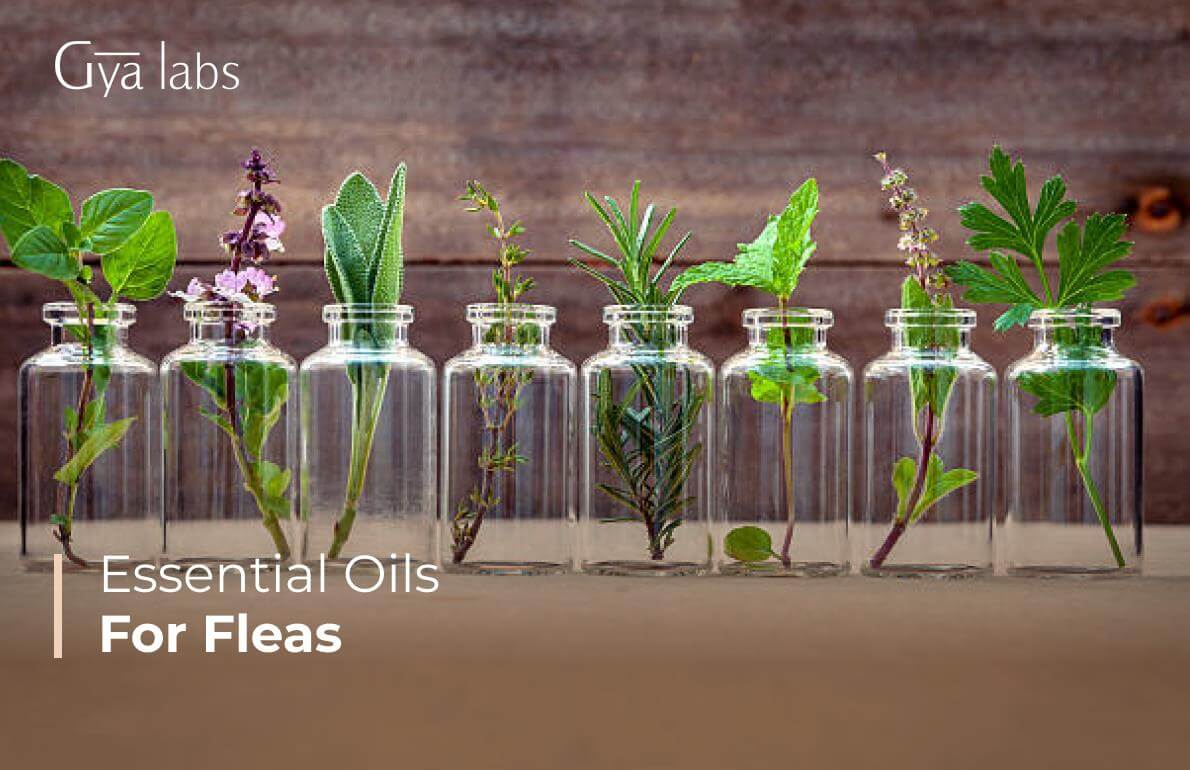 Essential Oils for Fleas