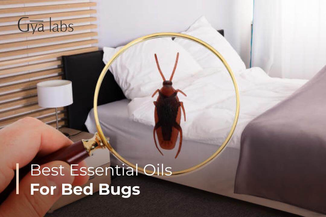 best essential oils for bed bugs