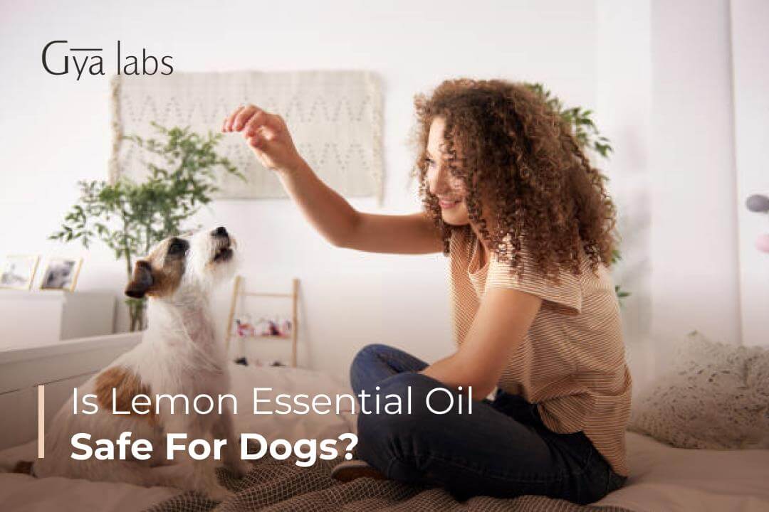 lemon oil safe for dogs
