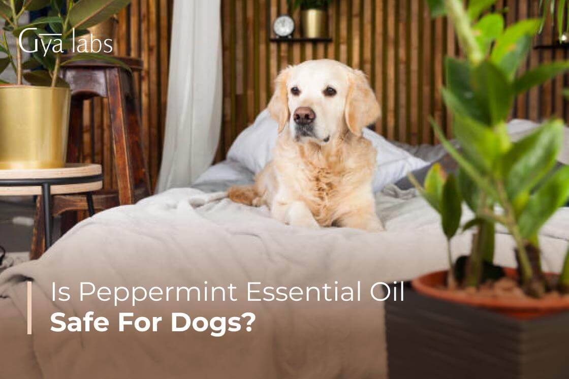 is peppermint oil safe for dogs