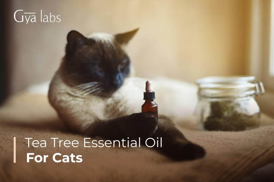 tea tree essential oil for cats