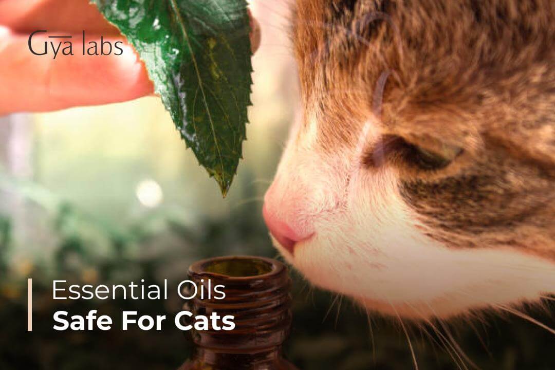 cat smelling essential oil