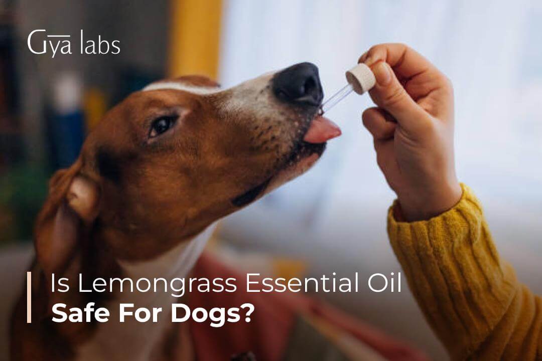 dog consuming lemongrass essential oil